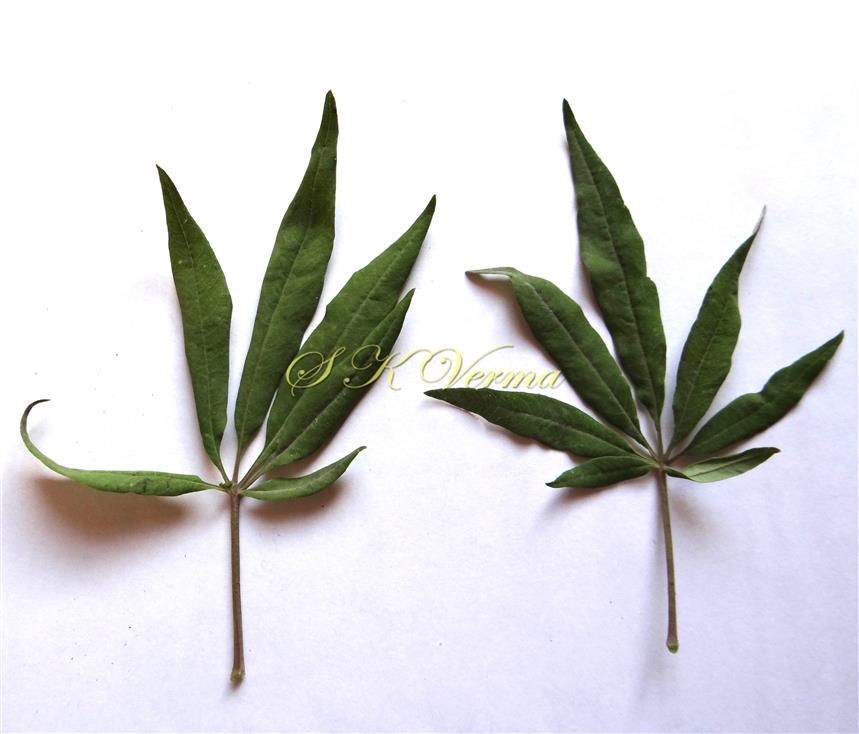  Leaves (Adaxial View)